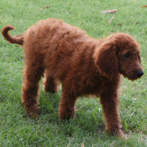 Labradoodle Puppy Alexis