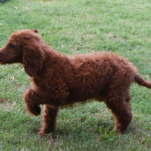 Labradoodle Puppy Alexis