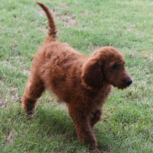Labradoodle Puppy Alexis
