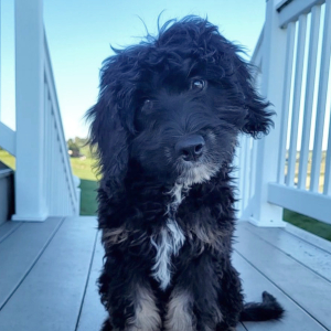 Bernedoodle Puppy Ivy