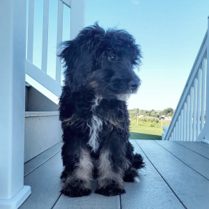Bernedoodle Puppy Ivy