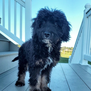 Bernedoodle Puppy Ivy