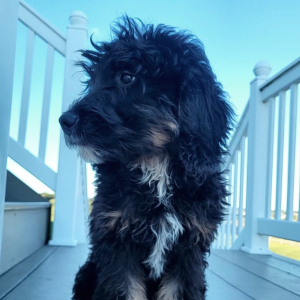Bernedoodle Puppy Ivy