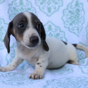 Dachshund Puppy Rocco