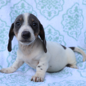 Dachshund Puppy Rocco