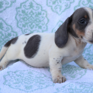 Dachshund Puppy Rocco
