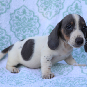 Dachshund Puppy Rocco