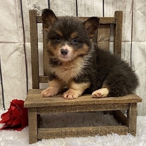 American Corgi Puppy Eva