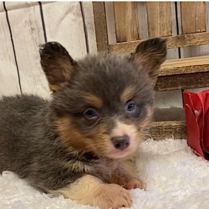 American Corgi Puppy Eva