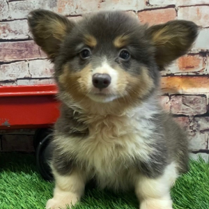 American Corgi Puppy Eva