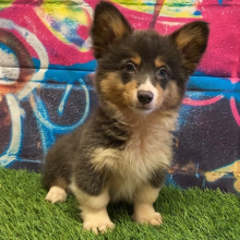American Corgi Puppy Eva