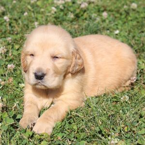 Golden Retriever Puppy Glen