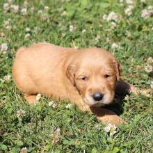 Golden Retriever Puppy Genesis