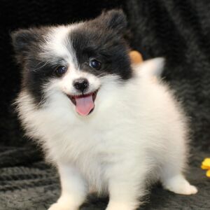 Pomeranian Puppy Lena