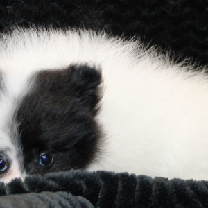 Pomeranian Puppy Lena