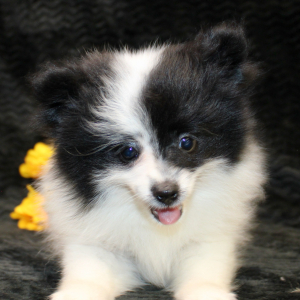 Pomeranian Puppy Lena