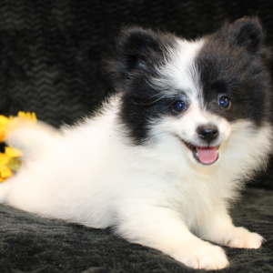 Pomeranian Puppy Lena