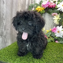 Shihpoo Puppy Dakota