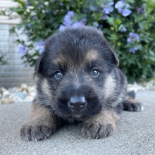 German Shepherd Dog Puppy Dakota
