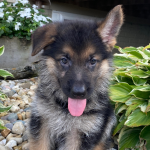 German Shepherd Dog Puppy Dakota