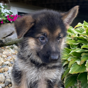 German Shepherd Dog Puppy Dakota