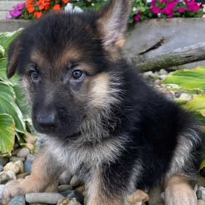 German Shepherd Dog Puppy Dakota