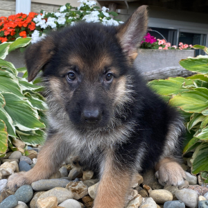 German Shepherd Dog Puppy Dakota