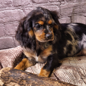 Cockalier Puppy Remi