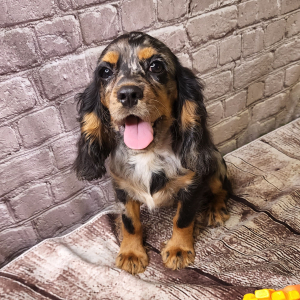Cockalier Puppy Remi