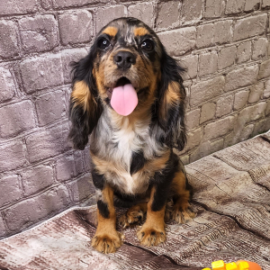 Cockalier Puppy Remi
