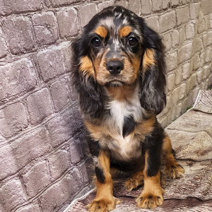 Cockalier Puppy Remi