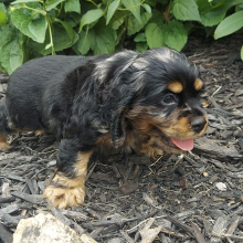 Cocker Spaniel Puppy Gabe