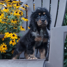Cocker Spaniel Puppy Gabe