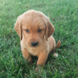 Golden Retriever Puppy Benji
