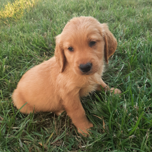 Golden Retriever Puppy Benji