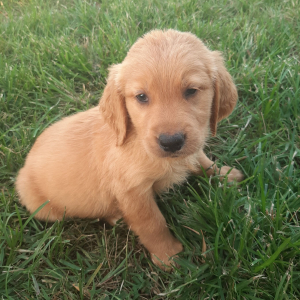Golden Retriever Puppy Benji
