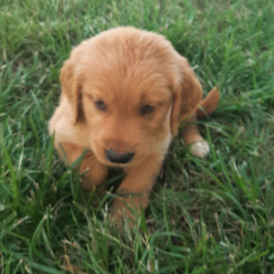 Golden Retriever Puppy Benji