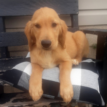 Golden Retriever Puppy Benji