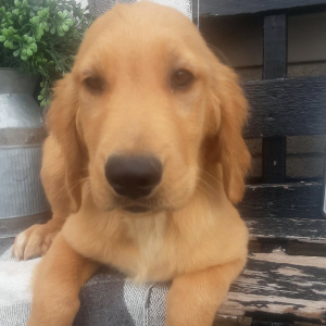 Golden Retriever Puppy Benji