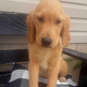 Golden Retriever Puppy Benji