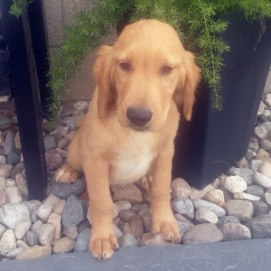 Golden Retriever Puppy Benji