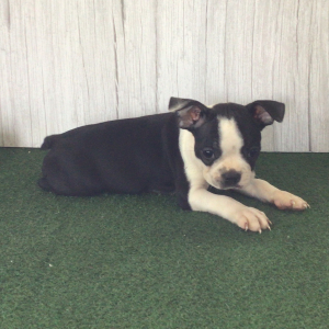 Boston Terrier Puppy Walter