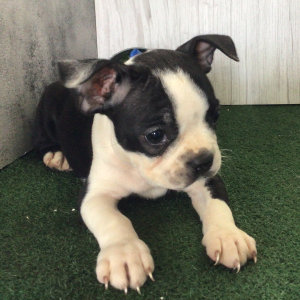 Boston Terrier Puppy Walter