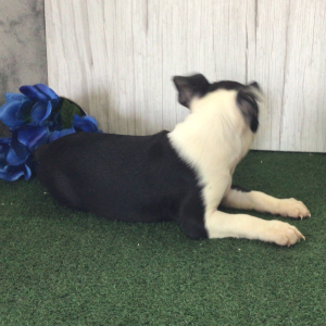 Boston Terrier Puppy Walter