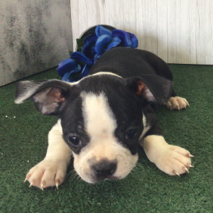 Boston Terrier Puppy Walter