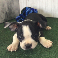 Boston Terrier Puppy Walter