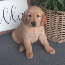 Golden Retriever Puppy Lincoln