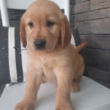 Golden Retriever Puppy Lincoln