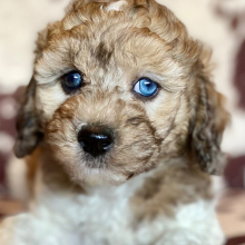 Cockapoo Puppy Kenny