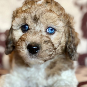 Cockapoo Puppy Kenny